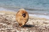 SPITZ ALLEMAND 237